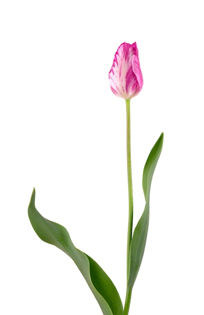 Pink tulip flower, isolated on white space