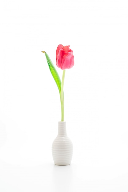 pink tulip flower in vase on white background