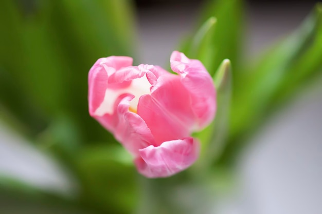 Pink tulip flowers Beautiful spring floral composition