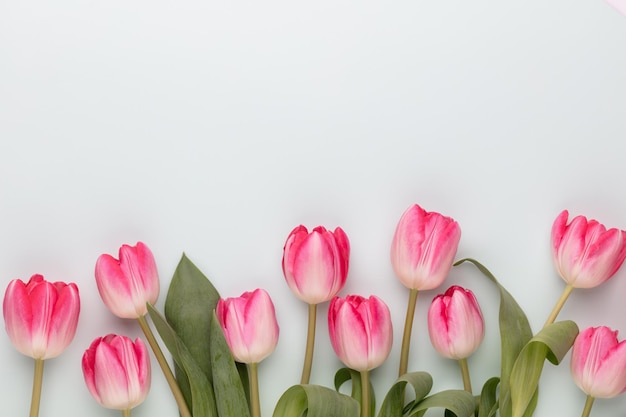 Pink tulip flowers on pastel background