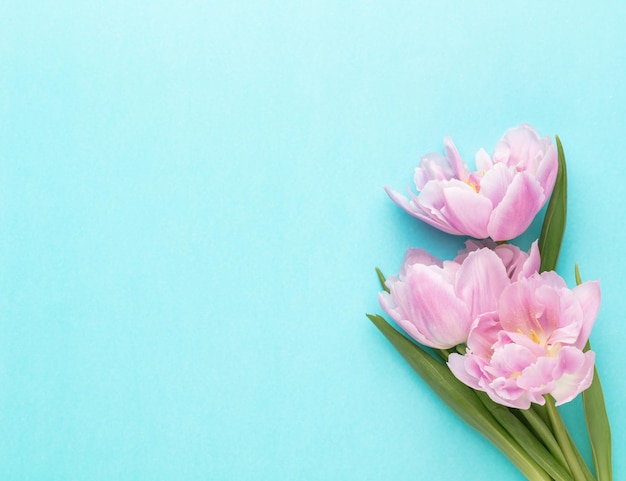 Pink tulip flowers on pastel background