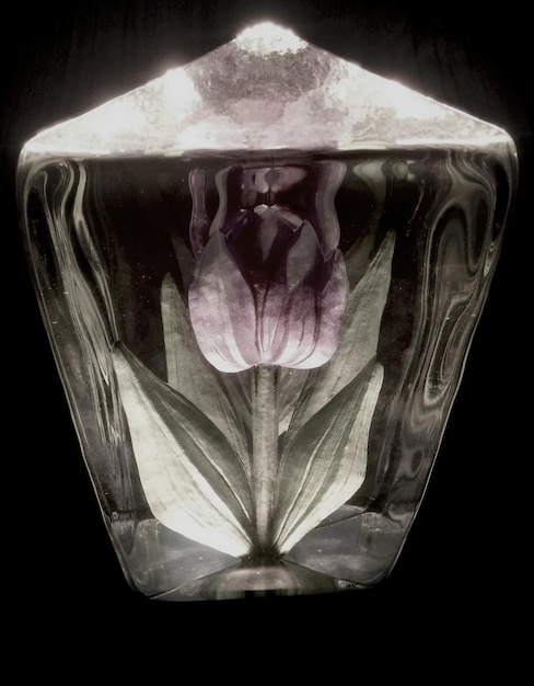 Photo pink tulip in glass against black background