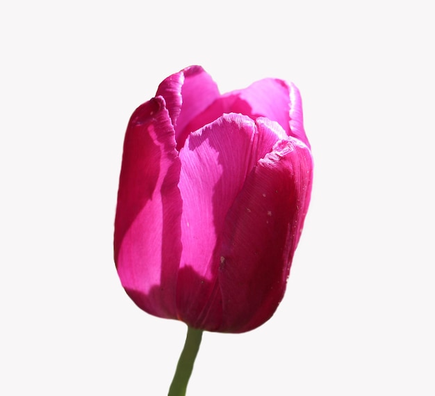 Pink tulip isolated on white