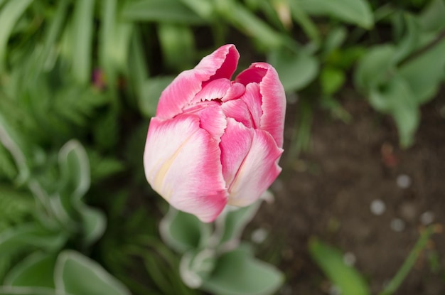 Pink tulip parrot Pink Parrot tulip flower in garden