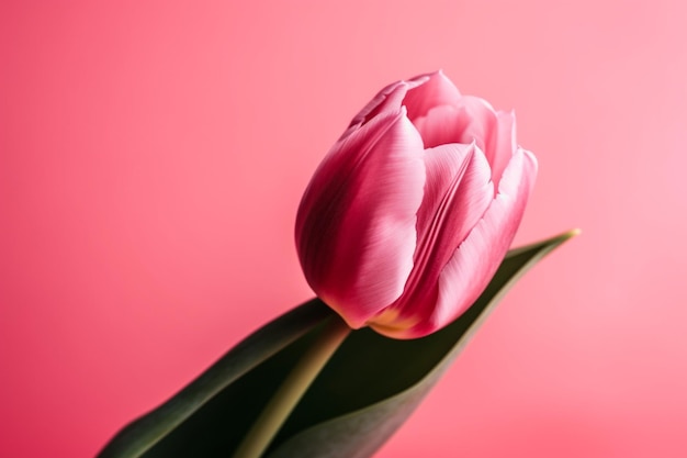 A pink tulip on a pink background