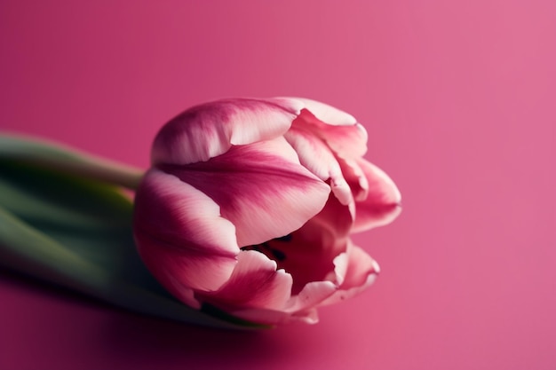 A pink tulip on a pink background