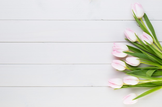 Pink tulip on the white background.