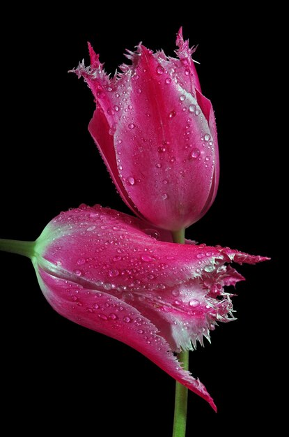 Photo a pink tulip with water drops on it and a black background.