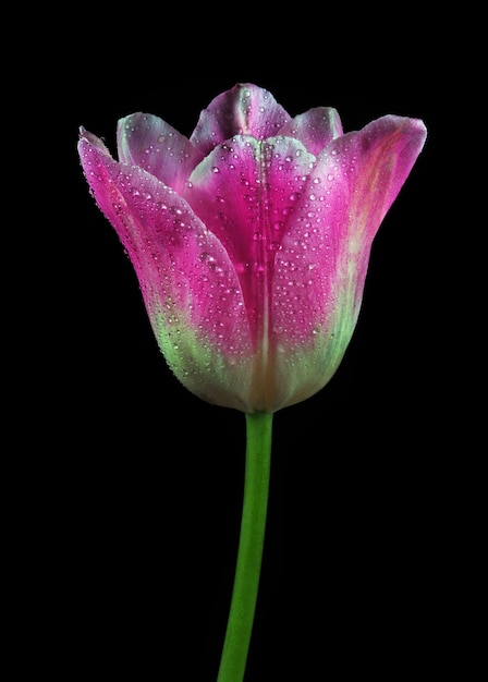 Photo a pink tulip with water drops on it.