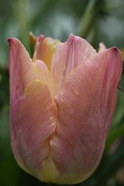 A pink tulip with the word tulip in the middle