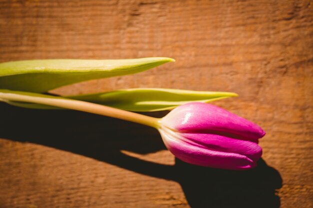 Photo pink tulip on wooden table 