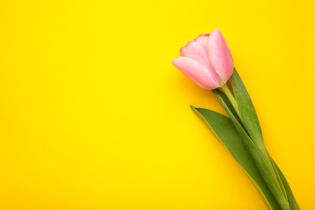 Pink tulip on a yellow background top view spring