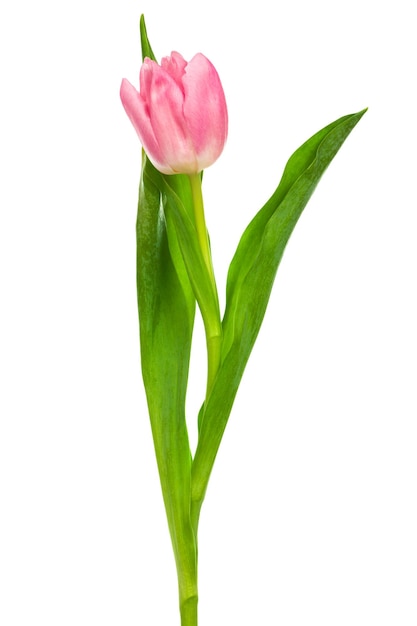 Pink tulip