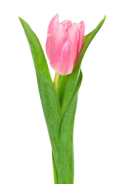 Pink tulip