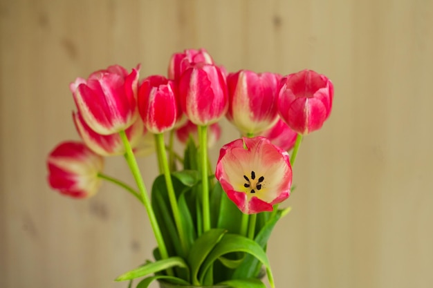 Pink tulips on beige background in a gentle embrace spring blurring background Macro Tulipa Liliaceae Family