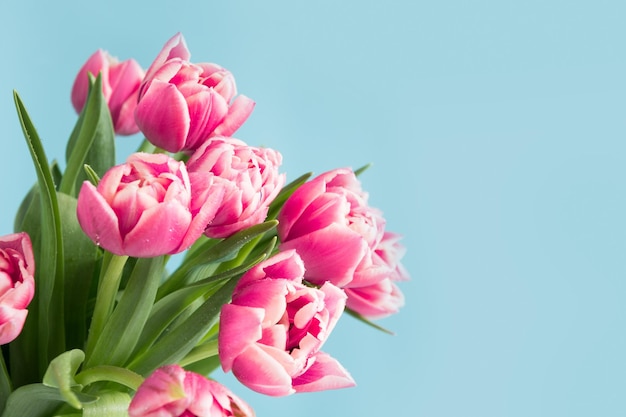 Pink tulips on blue Mothers day Space for text