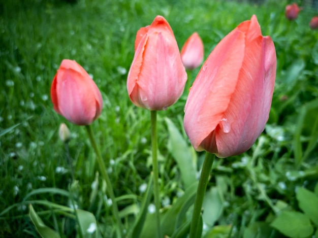 Pink tulips in a flower bed after rain