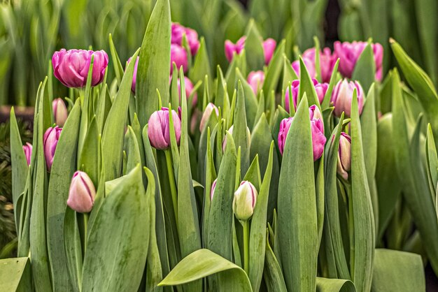 Photo pink tulips on a flower bed in the garden spring blooming