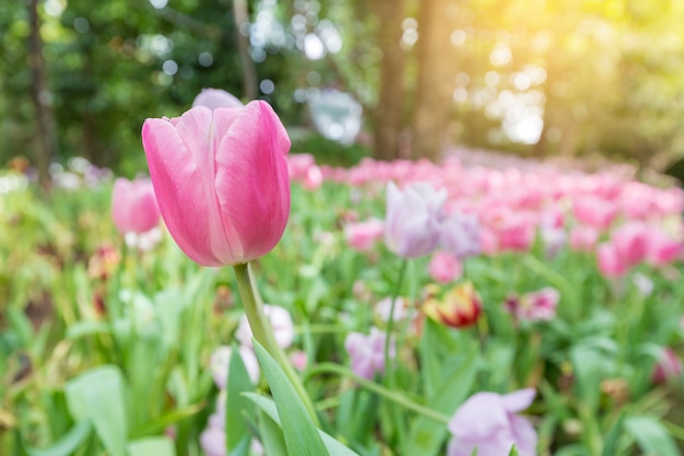 Pink tulips flower bloom on tulips garden background.