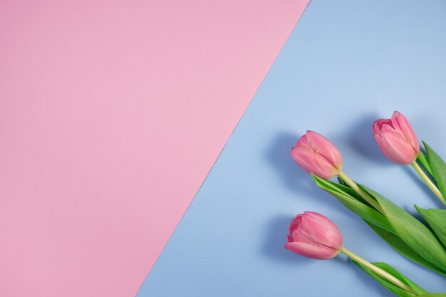 Pink tulips flowers isolated on pink and blue