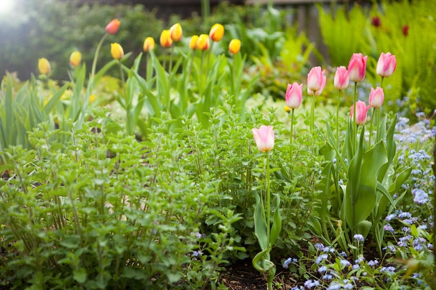 Pink tulips at the garden on summer time colorful flowers blooming in the park