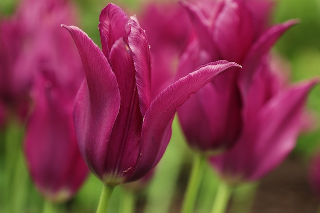 Pink tulips in the garden