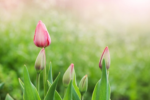 Pink Tulips on Green Background close up Selective focus Soft focus