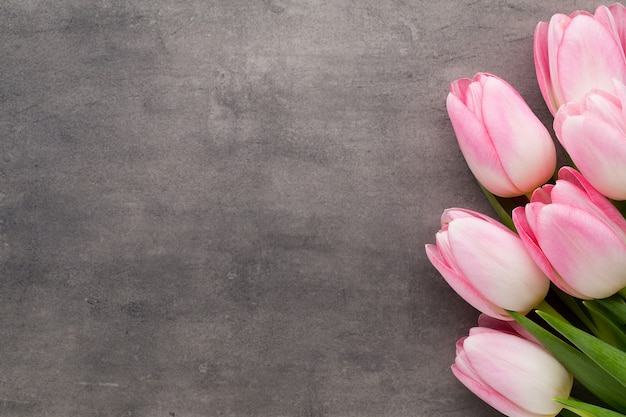 Pink tulips on the grey  background.