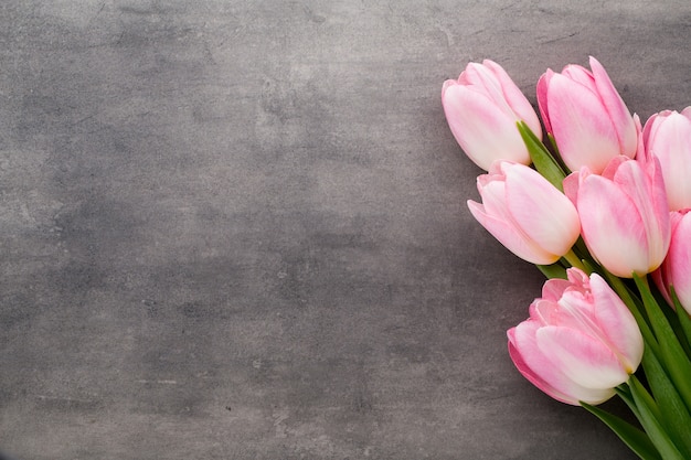 Pink tulips on the grey  background.