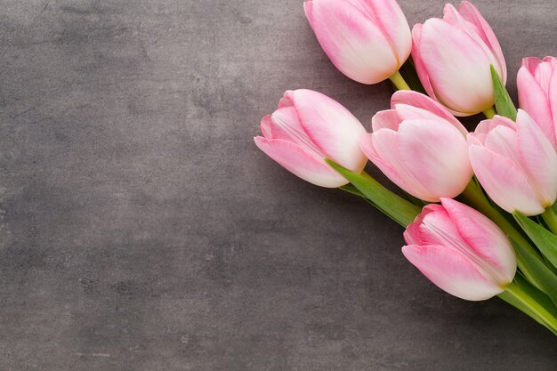 Pink tulips on the grey  background.