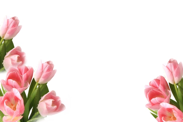 Pink tulips isolated on white background spring summer mothers day