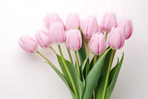 Pink tulips laid on a white rustic wooden background