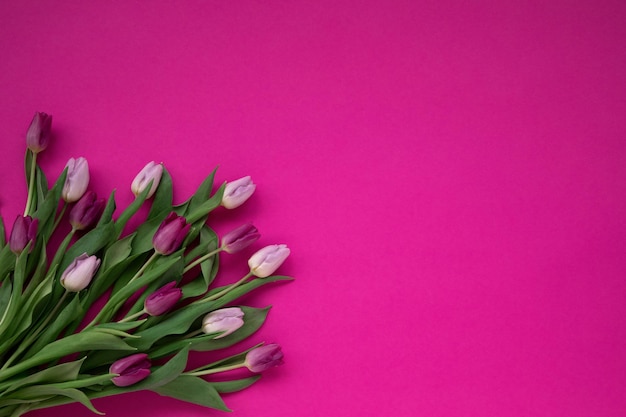 Pink tulips on a lcolor background