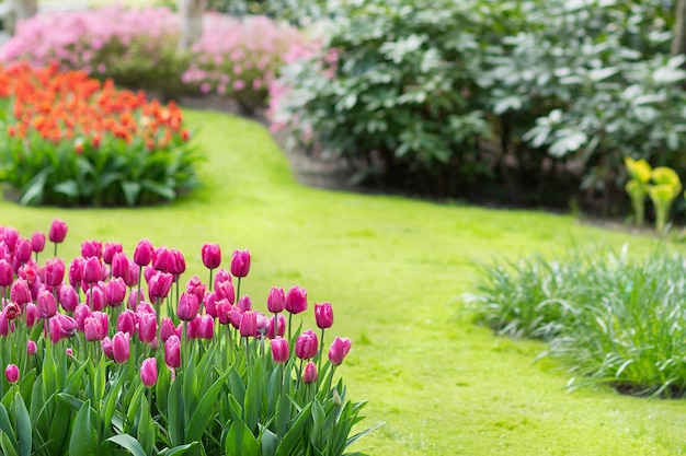 Pink tulips in park background Spring season copy space