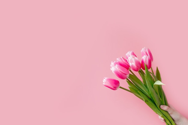 Pink tulips on pink background with copy space.