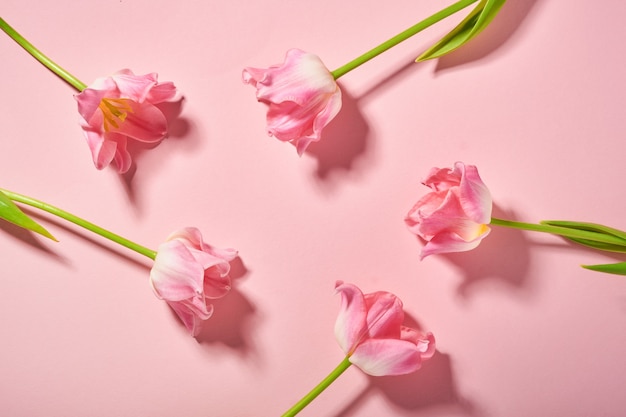 Pink tulips on pink background.