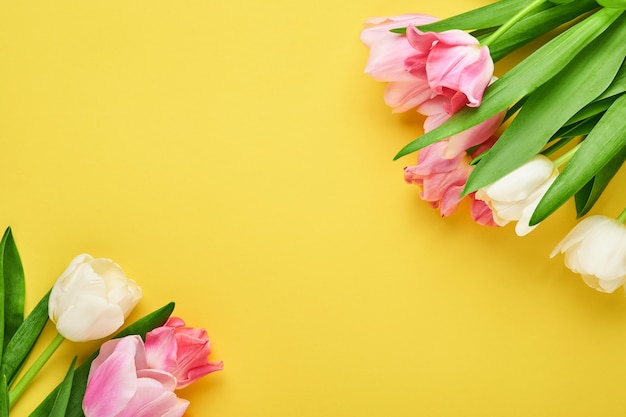 Pink tulips on pink background