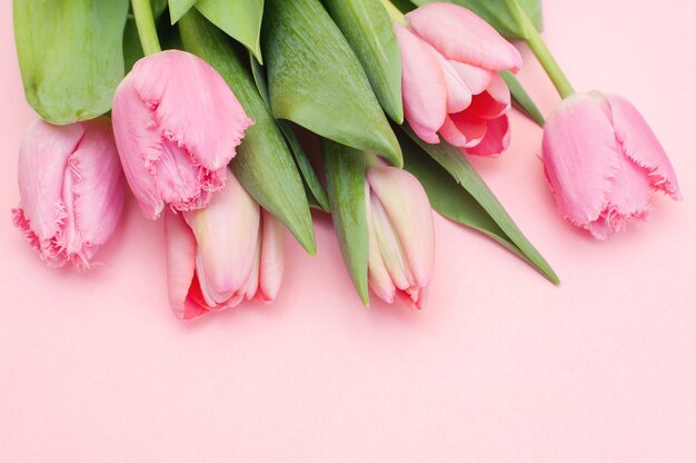 Pink tulips on pink background