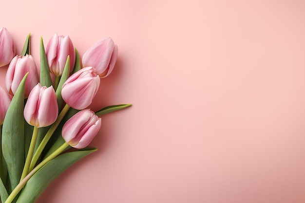 Pink tulips on a pink background.