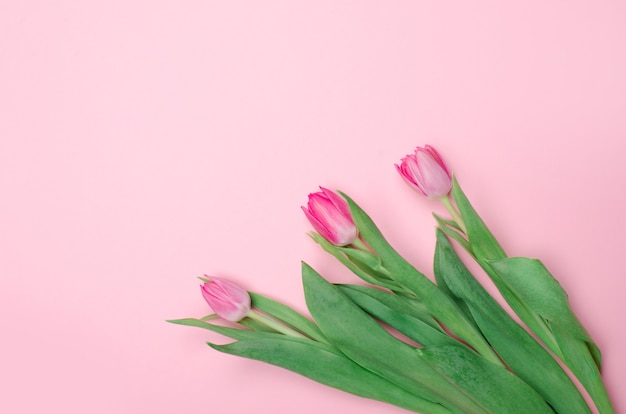 Pink tulips on the pink table. Flat lay, top view.