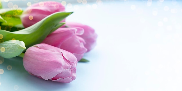 Pink tulips on turquoise background with copy space Top view banner for website