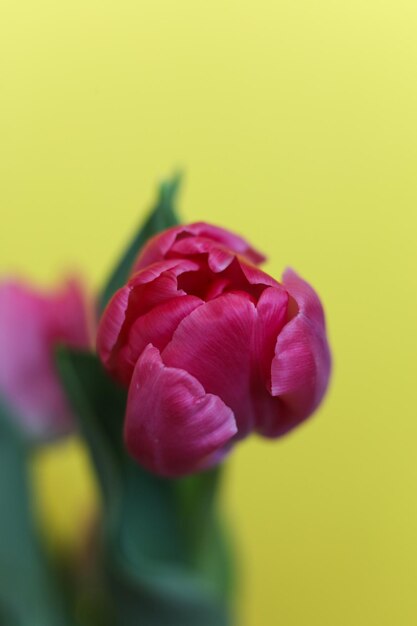 Photo pink tulips with water drops on a bright yellow background close up