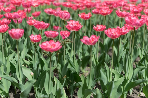 Pink tulips 