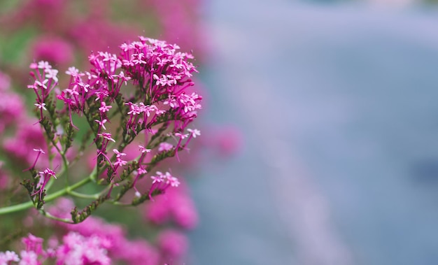 Pink valerian Latin name Centranthus ruber