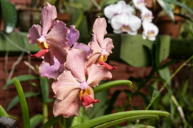 Pink vanda orchids in the botanical garden