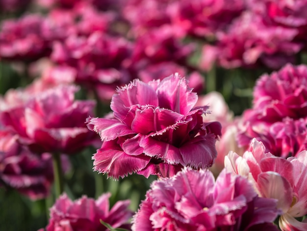 Pink varietal tulips. 