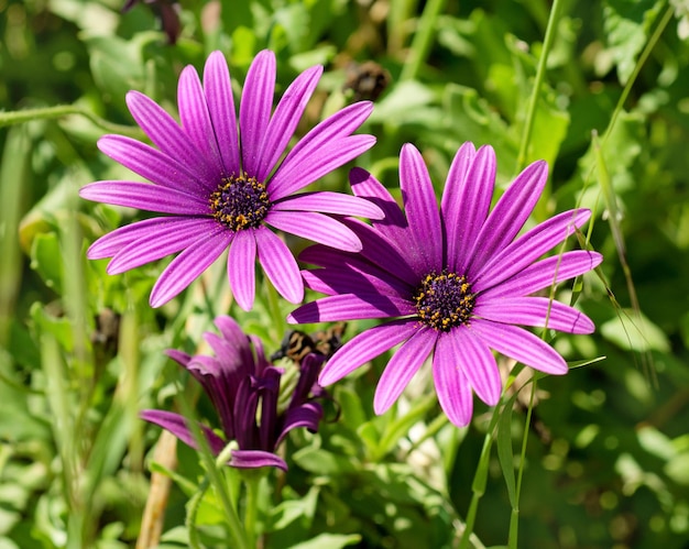 Pink or violet flowers blossoming in spring time