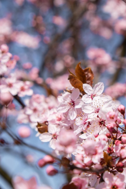 Pink violet flowers of cherry blossom on cherry tree close up Blossoming petals of cherry flower Bright floral scene with natural lighting Wallpaper background for greeting card Copy space