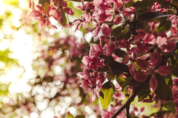 Pink violet flowers of cherry blossom on cherry tree close up Blossoming petals of cherry flower Bright floral scene with natural lighting Wallpaper background for greeting card Copy space