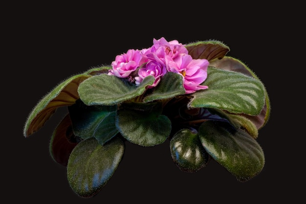 Pink violet houseplant on black background